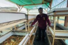 Sebulan Beroperasi, TPST Formagi Brebes Panen 500 Kilogram Maggot dari Limbah MBG