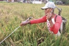 Hadapi Ancaman Kemarau, DPKP Brebes Perkuat Irigasi dan Dorong Pertanian Modern