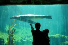 Liburan Sekolah di Marine Safari Bali, Anak Belajar Konservasi Laut Sambil Bermain