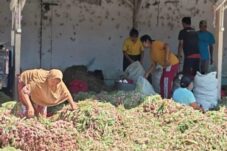 Harga Bawang Merah Brebes Anjlok, ABMI Ungkap Penyebab