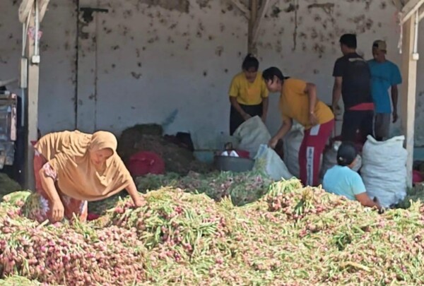 Harga Bawang Merah Brebes Anjlok, ABMI Ungkap Penyebab